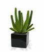 Euphorbia kunstcactus 20 cm