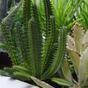 Euphorbia kunstcactus 20 cm