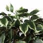 Kunstboom Fikus Benjamin groen wit 170 cm