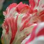 Kunstbloem Tulp rood-wit 70 cm