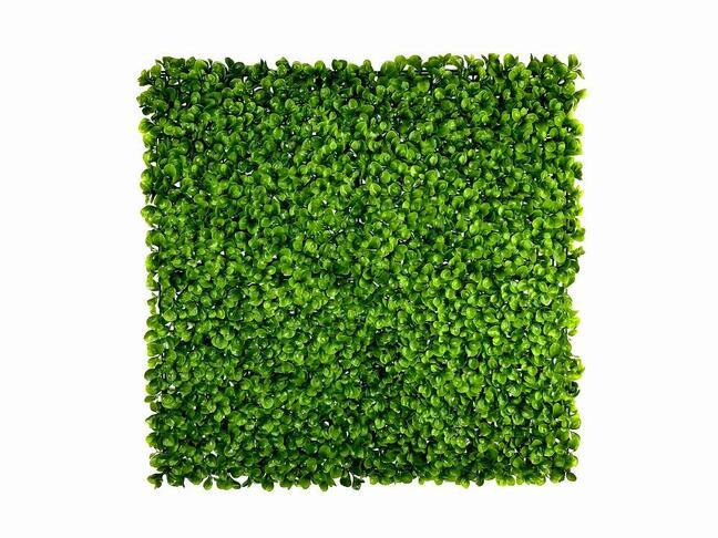 Kunstblad paneel Peperomia - 50x50 cm