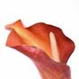 Kunstbloem Calla oranje 55 cm