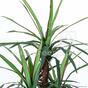 Dracena kunstplant bekleed met 140 cm