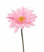 Gerbera kunstbloem roze 60 cm