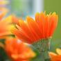 Gerbera kunstplant oranje 30 cm