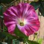 Kunstslinger Petunia roze 180 cm