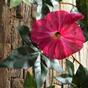 Kunstslinger Petunia roze 180 cm