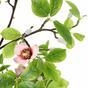 Magnolia kunstlicht groen 150 cm