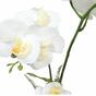 Orchidee kunst wit met varen 43 cm
