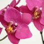 Kunstplant Orchidee paars 80 cm