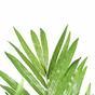 Kentia kunstpalm 210 cm
