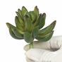 Kunstvetplant Echeveria groen 10 cm
