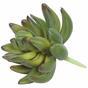Kunstvetplant Echeveria groen 10 cm