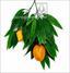 Kunstmatige tak van mango met fruit