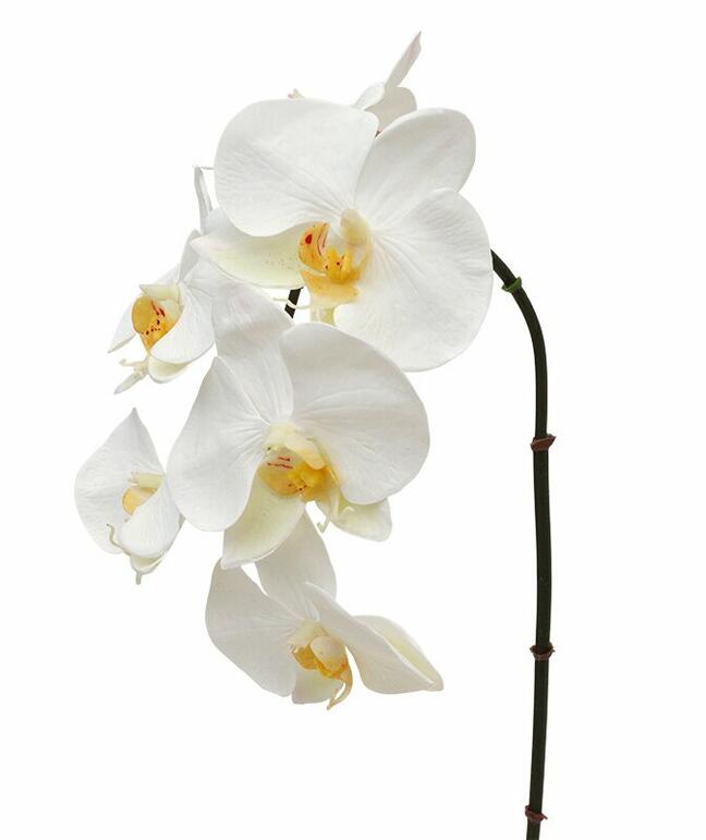 Orchidee kunsttak wit 55 cm