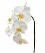 Orchidee kunsttak wit 55 cm