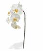 Orchidee kunsttak wit 55 cm