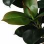 Philodendron kunst 180 cm