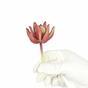 Succulente lotusbloem Crassula Capitella 10 cm