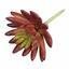 Kunst succulente lotus Eševéria bordeaux 10.5 cm
