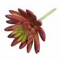 Kunst succulente lotus Eševéria bordeaux 10.5 cm