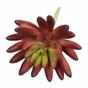 Kunst succulente lotus Eševéria bordeaux 10.5 cm