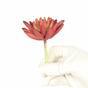 Kunst succulente lotus Eševéria bordeaux 10.5 cm