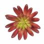 Kunst succulente lotus Eševéria bordeaux 10.5 cm