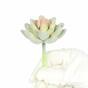 Succulente lotusbloem Eševéria Elegans 9.5 cm