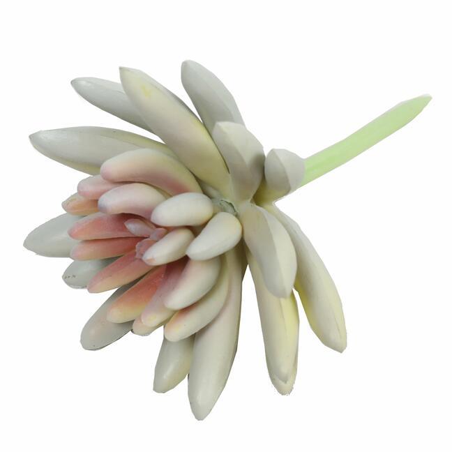 Succulente lotus lotus Esheveria wit 10,5 cm