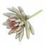 Succulente lotus lotus Esheveria wit 10,5 cm