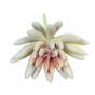 Succulente lotus lotus Esheveria wit 10,5 cm