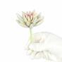 Succulente lotus lotus Esheveria wit 10,5 cm