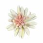 Succulente lotus lotus Esheveria wit 10,5 cm