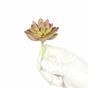 Kunst succulente lotus Graptopetalum 9.5 cm