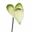 Kunsttak Anthurium wit-groen 55 cm