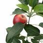 Kunsttak Appelboom met appel 72 cm