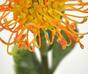 Kunsttak Leucadendron oranje 60 cm