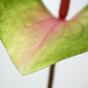 Kunstblad Anthurium roze-groen 50 cm