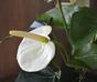Anthurium kunstplant wit 40 cm