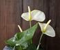 Anthurium kunstplant wit 40 cm