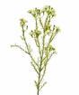 Chamelaucium uncinatum kunstplant 65 cm