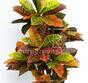 Kunstplant Crotone 90 cm