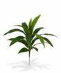 Kunstplant Dracena 60 cm