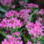 Kunstplant Kalanchoa roze 30 cm