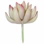 Kunstplant Lotus Echeveria 10 cm