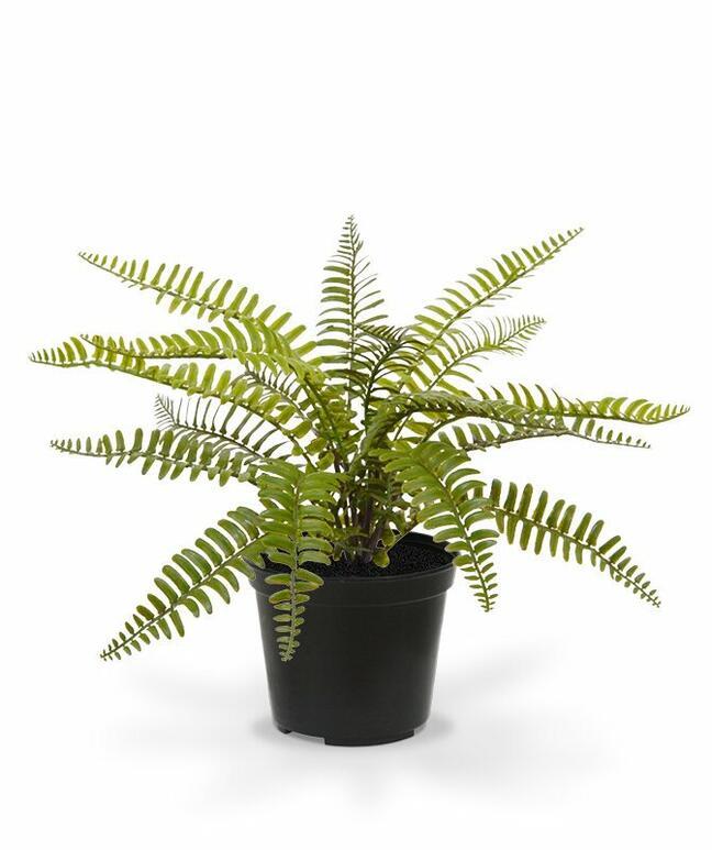 Kunstplant Spleenwort 35 cm