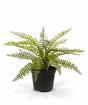 Kunstplant Spleenwort 35 cm