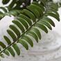 Kunstplant Spleenwort 35 cm