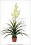 Kunstplant Yucca mooi 125 cm